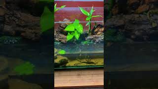 Mini paludarium nature fish aqaurium [upl. by Annodal]