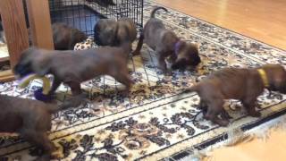 Hannoverscher Schweisshund puppies 5 weeks [upl. by Elsie]