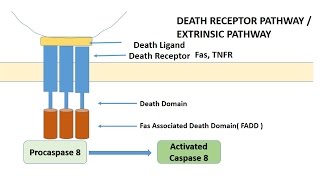 APOPTOSIS PART 1 Definition Causes amp MechanismPathways [upl. by Aicilaana]