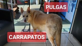 COMO ELIMINAR PULGAS E CARRAPATOS Thalita Portugal Veterinária está ao vivo [upl. by Jorry]