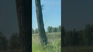 Nordseeurlaub  Sommertage naturevideo nature nordseegefuehl natur sommer urlaub [upl. by Aphra]