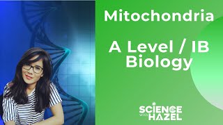 Structure Of The Mitochondria  A level amp IB Biology  Science with Hazel [upl. by Quirk]