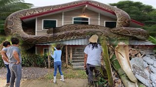 HACIENDA SA SANPABLO LAGUNA PINAMAHAYAN NG MGA AHAScobraprince cobraking [upl. by Anaigroeg]