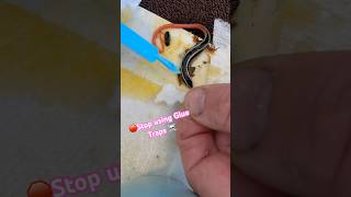 Getting a beautiful Gilbert’s Skink off a Glue Trap time lapse 🦎😡🦎 [upl. by Converse]