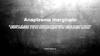 Medical vocabulary What does Anaplasma marginale mean [upl. by Hathcock]