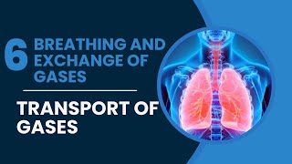 Class 11 Breathing and exchange of gases Transport of Gases [upl. by Claudian]