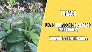 Planta de Tabaco Clasificación y Cómo Identificarla [upl. by Notsahc]