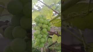 Como cultivar uvas Sem que a chuva de granizo estrague 😱 [upl. by Immaj]