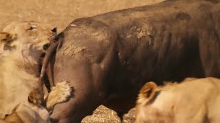 Lions Attempt to Take Down a Bull  The Hunt  BBC Earth [upl. by Enajaras]