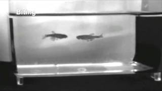 典型的なオスのゼブラフィッシュによる闘い  The typical sequence of a male zebrafish fight [upl. by Rehposirhc]