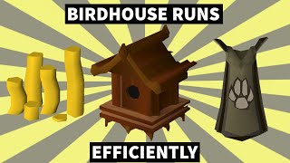 OSRS  How To Do Birdhouse Runs Efficiently  Everything You Need To Know  BIRDHOUSE GUIDE [upl. by Dnalro]