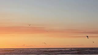 Gulls at sunset 102224 [upl. by Remo]