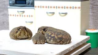 Rain frog kids helping their Mom [upl. by Bernadina]