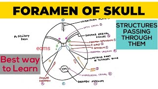 Foramen of Skull  Structures passing through them  Neuroanatomy [upl. by Britt988]