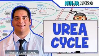 Metabolism  Urea Cycle [upl. by Gnal]