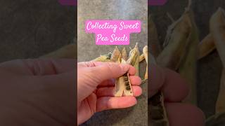 Collecting sweet pea seeds  canadianhomestead gardening flowers growingflowers collectingseeds [upl. by Nylecoj]