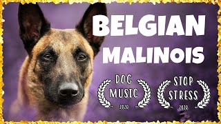 DOG MUSIC Music for Belgian Malinois  Soothing Music For Dogs TESTED [upl. by Ardnauq362]