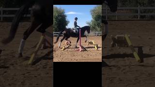 A Horses Version of Knees To Chest Exercise [upl. by Cirda]