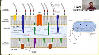 Bacterial Cell wall composition  Gram positive and Gram negative Bacteria  Peptidoglycan [upl. by Hatokad]