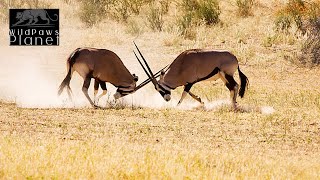 Gemsbok The Deserts Majestic Antelope [upl. by Epilef]