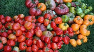 How To Grow The BEST TOMATOES [upl. by Starobin]