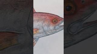 Adding color is the huge part of his style of Gyotaku documentary gyotaku fishing hawaii [upl. by Gensmer]