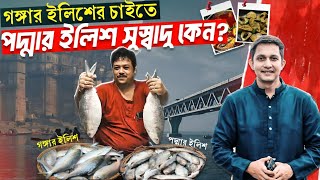 গঙ্গার ইলিশের চাইতে পদ্মার ইলিশ সুস্বাদু কেন পদ্মার ইলিশের চাহিদা বেশী কেন [upl. by Burdett]