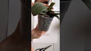 TUTORIAL rinvaso orchidee 🌺 orchidee curaorchidee tutorial [upl. by Venetia982]