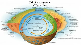 The Nitrogen Cycle [upl. by Leonanie]