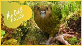 Kakapo  Owl Parrot Rare Kakapo Facts [upl. by Ahsinhoj875]