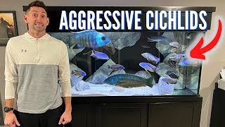 Dealing With AGGRESSIVE AFRICAN CICHLIDS in My 220 Gallon Aquarium [upl. by Vernen]