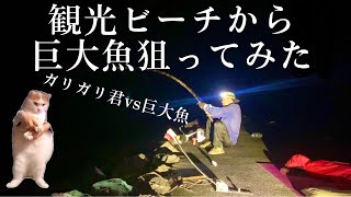 観光ビーチから巨大魚を釣り上げろ！ドラグが止まりません 猫ミーム 釣り 大物釣り 沖縄釣り 猫ミーム 堤防釣り 海水浴 [upl. by Letch]