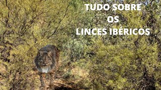 TUDO SOBRE O LINCE IBÉRICO [upl. by Bocock482]