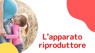 Lapparato riproduttore [upl. by Tat]