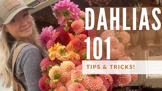 Dahlia Growing 101 how to grow great dahlias [upl. by Nilyad]