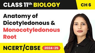 Anatomy of Dicotyledonous and Monocotyledonous Root  Class 11 Biology Chapter 6  CBSE 202425 [upl. by Luis]