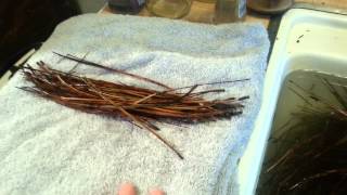 Pine Needle Baskets Part One Gather Clean and Prepare the Needles [upl. by Pryce]