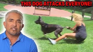 How Early Life Trauma Can Lead To Pet Aggression amp Anxiety  Cesar 911 Season 2 Ep 9  Part 1 [upl. by Addiego]