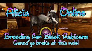 Black Rabicano Breeding Alicia Online [upl. by Kcinnay578]