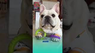 The Dog wants to show you something 🥰🥰 funnypets funnydogs puppy cutespets cutedog [upl. by Donaugh718]