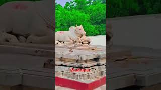 mahadev udaipur streetdog cow nature naturelovers mewar udaipurdairies summervibes summer [upl. by Ahsemot]