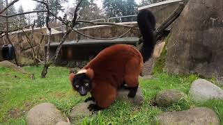 Leaping Lemurs Love To Jump And Play [upl. by Ronnoc]