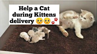 How to Help your Cat during Delivering Kittens  Cat give Birth for the first time [upl. by Stockwell]