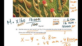 9700 A LEVEL BIO PRACTICAL PAPER 3 QUESTION 2 EXPLAINED [upl. by Letitia]