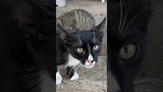 Dramatic Kitten Remembers me meow cutekitten kittensound cutecat straycatlove catvideos [upl. by Delisle]