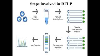 Restriction Fragment Length Polymorphism I RFLP I Molecular biology I Molecular Techniques [upl. by Monjo]