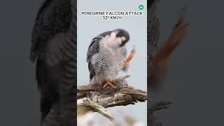 Tiger vs Peregrine Falcon Attack animals hunting [upl. by Dennet89]