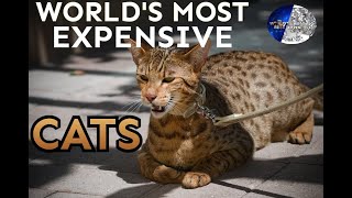 Ashera cat Most expensive cats on the world [upl. by Naitsirc438]