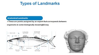 2 Landmarks acquisition concept in morphometrics [upl. by Rhpotsirhc]