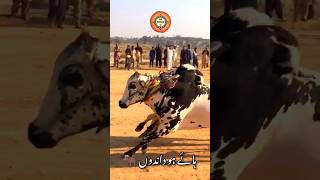 Bull Race 2024 In Pakistan bullrace bulllovers shortvideo youtubeshorts gujarkhan pothwar cow [upl. by Adiol175]